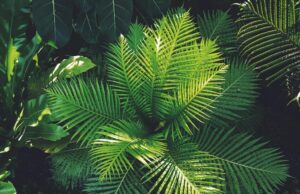 Επιστήμονες δημιούργησαν επαναφορτιζόμενα, πολύχρωμα φυτά που λάμπουν στο σκοτάδι