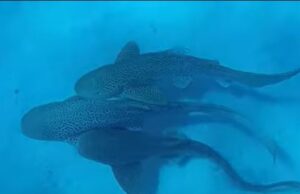 Καρχαρίες καταγράφονται σε ερωτικό τρίο για πρώτη φορά (βίντεο)