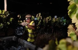 Νυχτερινός τρύγος, η «απάντηση» των Πορτογάλων αμπελουργών στην κλιματική αλλαγή