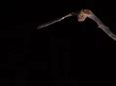 Οι νυχτερίδες κυνηγοί που καταρρίπτουν πουλιά εν πτήσει: Εντυπωσιακή ανακάλυψη Ισπανών και διεθνών ερευνητών