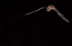 Οι νυχτερίδες κυνηγοί που καταρρίπτουν πουλιά εν πτήσει: Εντυπωσιακή ανακάλυψη Ισπανών και διεθνών ερευνητών