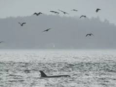 Παρακολούθηση ωκεανών σε πραγματικό χρόνο: Πώς ένα πείραμα με οπτικές ίνες θα μπορούσε να σώσει απειλούμενες όρκες