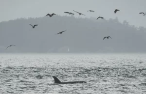Παρακολούθηση ωκεανών σε πραγματικό χρόνο: Πώς ένα πείραμα με οπτικές ίνες θα μπορούσε να σώσει απειλούμενες όρκες