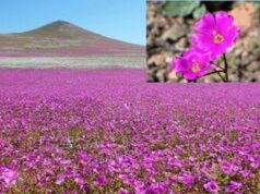 Η πιο άνυδρη έρημος του πλανήτη άνθισε και προσφέρει το μυστικό για την ανάπτυξη ανθεκτικών στη ξηρασία καλλιεργειών