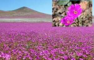 Η πιο άνυδρη έρημος του πλανήτη άνθισε και προσφέρει το μυστικό για την ανάπτυξη ανθεκτικών στη ξηρασία καλλιεργειών
