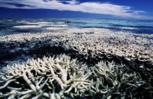 Η Γη «ξεπέρασε το πρώτο κλιματικό σημείο καμπής» με θύματα τα κοράλλια