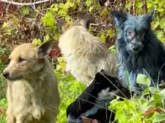 Μπλε σκύλοι εμφανίστηκαν στην ζώνη αποκλεισμού του Τσερνόμπιλ