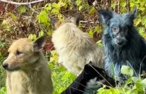 Μπλε σκύλοι εμφανίστηκαν στην ζώνη αποκλεισμού του Τσερνόμπιλ