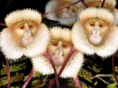 Στα πρόθυρα της εξαφάνισης το πιο… viral λουλούδι στον κόσμο