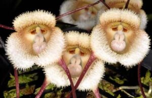 Στα πρόθυρα της εξαφάνισης το πιο… viral λουλούδι στον κόσμο