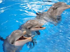 Πώς τα νεκρά δελφίνια που ξεβράζονται στη Φλόριντα θα μπορούσαν να σχετίζεται με τη νόσο Αλτσχάιμερ