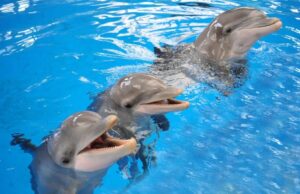 Πώς τα νεκρά δελφίνια που ξεβράζονται στη Φλόριντα θα μπορούσαν να σχετίζεται με τη νόσο Αλτσχάιμερ