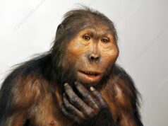 Παρανθρώποι: Ο πρόγονοι του ανθρώπου με δύναμη γορίλλα και ικανότητα να χρησιμοποιούν εργαλεία