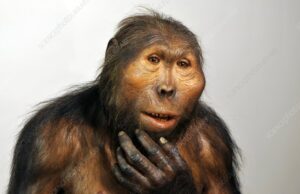 Παρανθρώποι: Ο πρόγονοι του ανθρώπου με δύναμη γορίλλα και ικανότητα να χρησιμοποιούν εργαλεία
