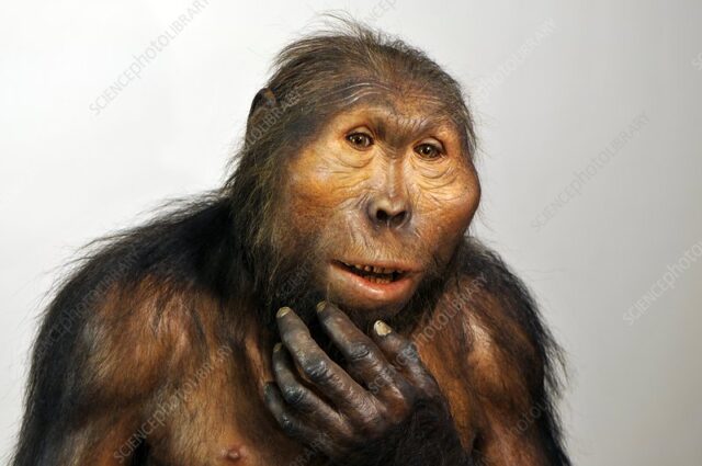 Paranthropus boisei model