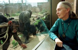 Πέθανε η Τζέιν Γκούντολ – Η ερευνήτρια που έζησε με τους χιμπατζήδες