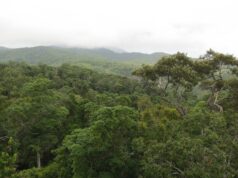 Τα τροπικά δάση της Αυστραλίας εκπέμπουν πλέον περισσότερο διοξείδιο του άνθρακα από ότι απορροφούν