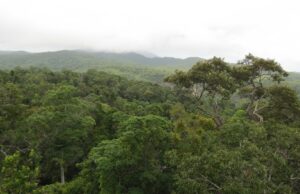 Τα τροπικά δάση της Αυστραλίας εκπέμπουν πλέον περισσότερο διοξείδιο του άνθρακα από ότι απορροφούν