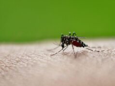 Τα κουνούπια έφτασαν και στην παγωμένη Ισλανδία