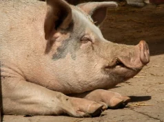 Η πρώτη στον κόσμο μεταμόσχευση ήπατος από χοίρο σε άνθρωπο διατηρεί τον ασθενή ζωντανό για 171 ημέρες