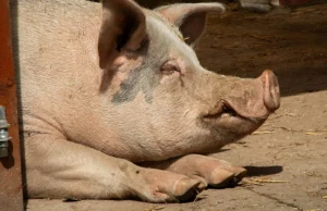 Η πρώτη στον κόσμο μεταμόσχευση ήπατος από χοίρο σε άνθρωπο διατηρεί τον ασθενή ζωντανό για 171 ημέρες