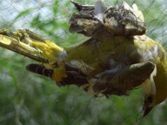 Η Κύπρος χάνει τη μάχη των φτερών – Χιλιάδες πουλιά σκοτώνονται κάθε σεζόν!