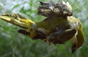 Η Κύπρος χάνει τη μάχη των φτερών – Χιλιάδες πουλιά σκοτώνονται κάθε σεζόν!