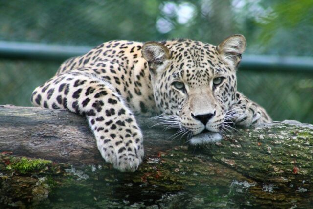 Tigris