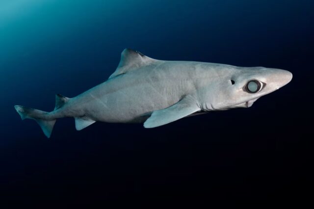 Απειλούνται με εξαφάνιση οι μυστηριώδεις καρχαρίες με τα μεγάλα μάτια: Τους σκοτώνουν για καλλυντικά