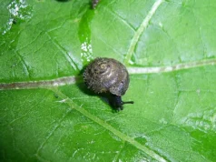 Γιατί οι επιστήμονες σπεύδουν να σώσουν αυτό το σπάνιο «τριχωτό» σαλιγκάρι μεγέθους όσο ένα νύχι