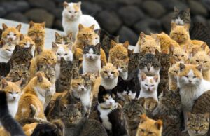 Γονιδιακή μελέτη αποκαλύπτει την πρώτη εμφάνιση της κατοικίδιας γάτας στην Ευρώπη