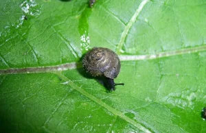 Γιατί οι επιστήμονες σπεύδουν να σώσουν αυτό το σπάνιο «τριχωτό» σαλιγκάρι μεγέθους όσο ένα νύχι