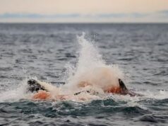 Καταγράφηκε για πρώτη φορά η γέννηση μιας όρκας στη φύση