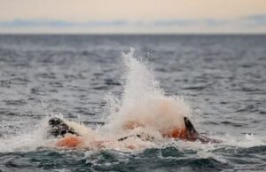 Καταγράφηκε για πρώτη φορά η γέννηση μιας όρκας στη φύση