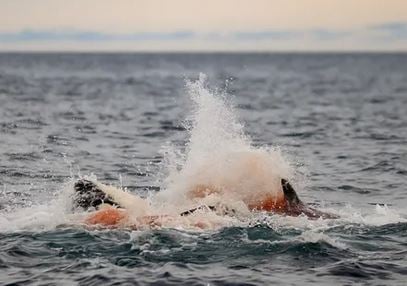 Καταγράφηκε για πρώτη φορά η γέννηση μιας όρκας στη φύση