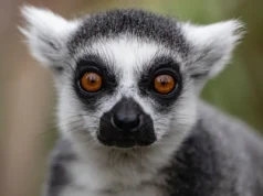 Ένα από τα πιο απειλούμενα είδη στον κόσμο «τρώγεται μέχρι εξαφάνισης», προειδοποιούν οι ερευνητές