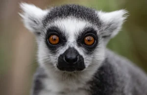 Ένα από τα πιο απειλούμενα είδη στον κόσμο «τρώγεται μέχρι εξαφάνισης», προειδοποιούν οι ερευνητές