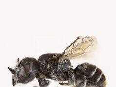 Ανακαλύφθηκε άγνωστη μέλισσα «διάβολος»