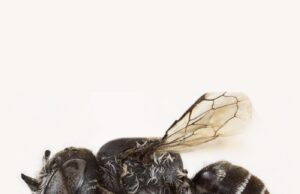 Ανακαλύφθηκε άγνωστη μέλισσα «διάβολος»