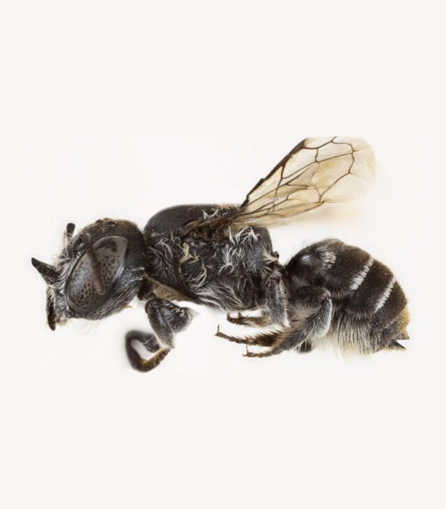 Ανακαλύφθηκε άγνωστη μέλισσα «διάβολος»