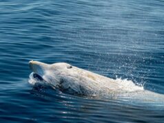 Αυτές οι σπάνιες φάλαινες δεν είχαν θεαθεί ποτέ ζωντανές. Μετά μία ομάδα της είδε στο Μεξικό