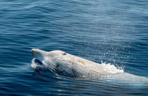 Αυτές οι σπάνιες φάλαινες δεν είχαν θεαθεί ποτέ ζωντανές. Μετά μία ομάδα της είδε στο Μεξικό