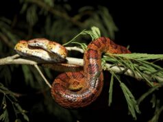 Γιατί κάποια ζώα μπορούν να τρώνε δηλητήριο και να… ξεγελούν τον θάνατο