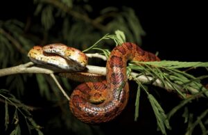 Γιατί κάποια ζώα μπορούν να τρώνε δηλητήριο και να… ξεγελούν τον θάνατο