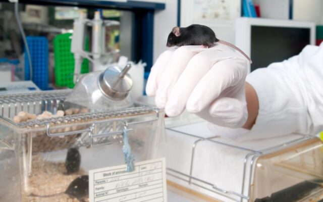 Η Βρετανία βάζει στοπ στη χρήση πειραματόζωων με τεχνολογίες τεχνητής νοημοσύνης και 3D εκτύπωσης