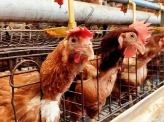 Η Ισπανία προχωρά στον πλήρη περιορισμό των πουλερικών ελευθέρας βοσκής λόγω της γρίπης των πτηνών