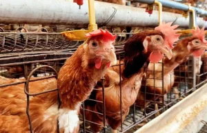 Η Ισπανία προχωρά στον πλήρη περιορισμό των πουλερικών ελευθέρας βοσκής λόγω της γρίπης των πτηνών