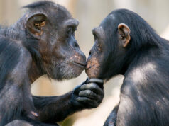 Πόσο παλιό είναι το φιλί; Νέα μελέτη δίνει απάντηση εκατομμυρίων ετών
