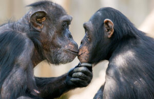 Πόσο παλιό είναι το φιλί; Νέα μελέτη δίνει απάντηση εκατομμυρίων ετών