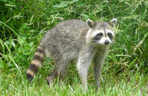 Τα ρακούν στα πρόθυρα εξημέρωσης: η άνοδος των “παιδιών των σκουπιδιών”